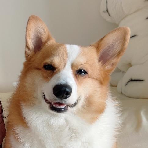 是胖橘啊