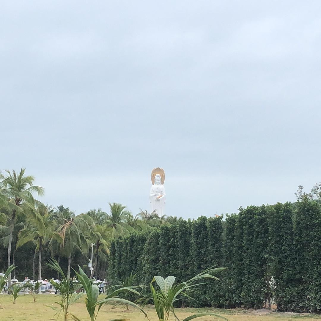 太阳花