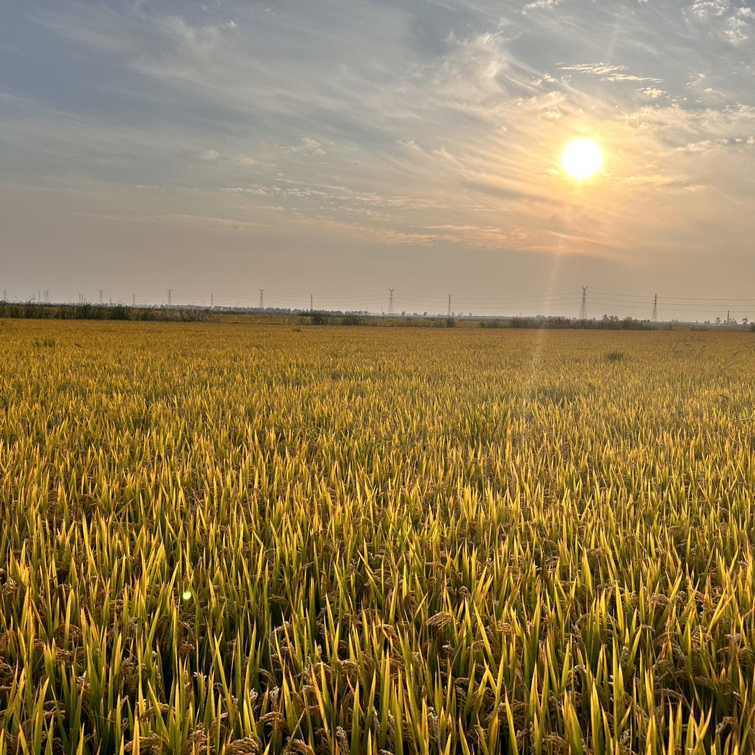 丰惠农服（王大业）