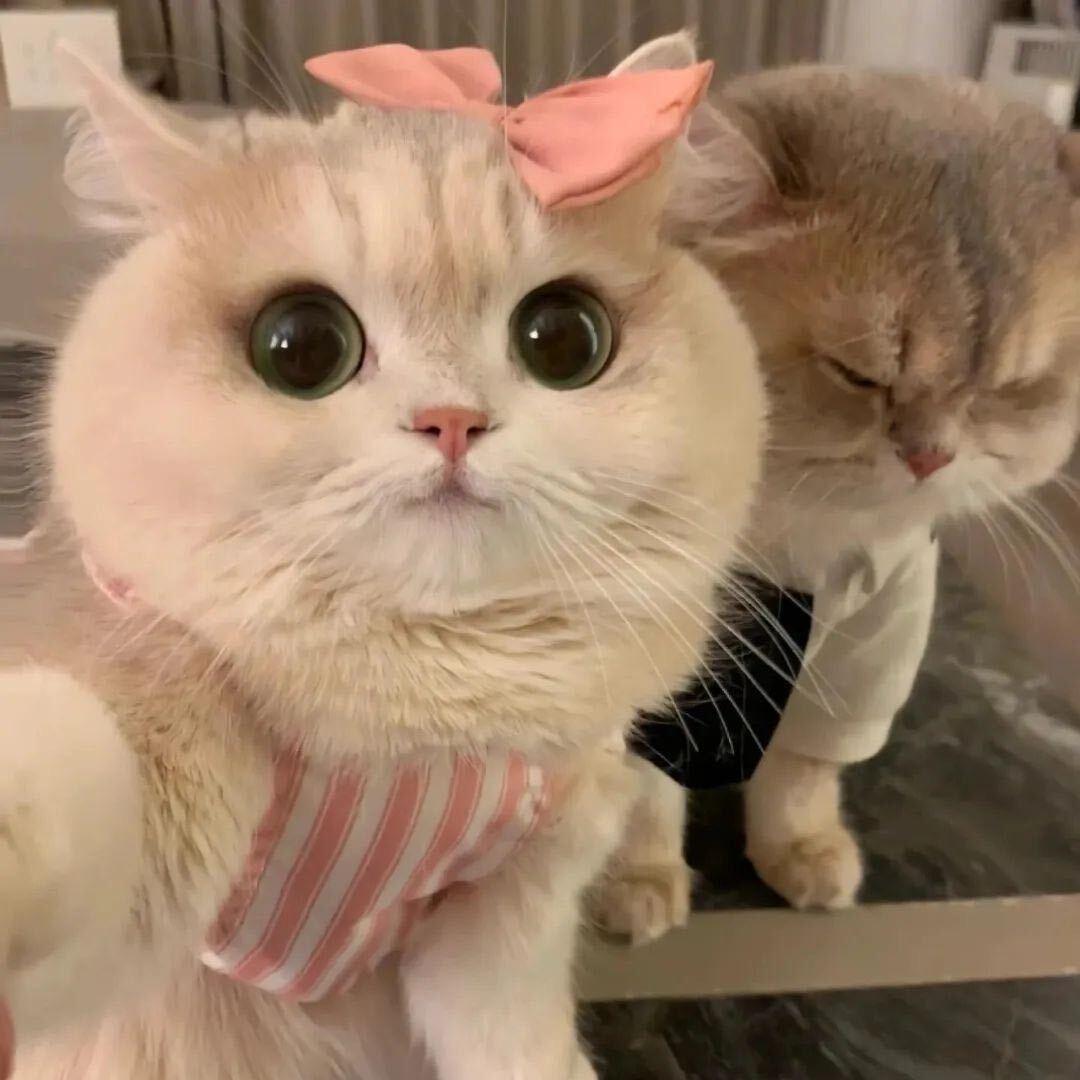星光小飞
