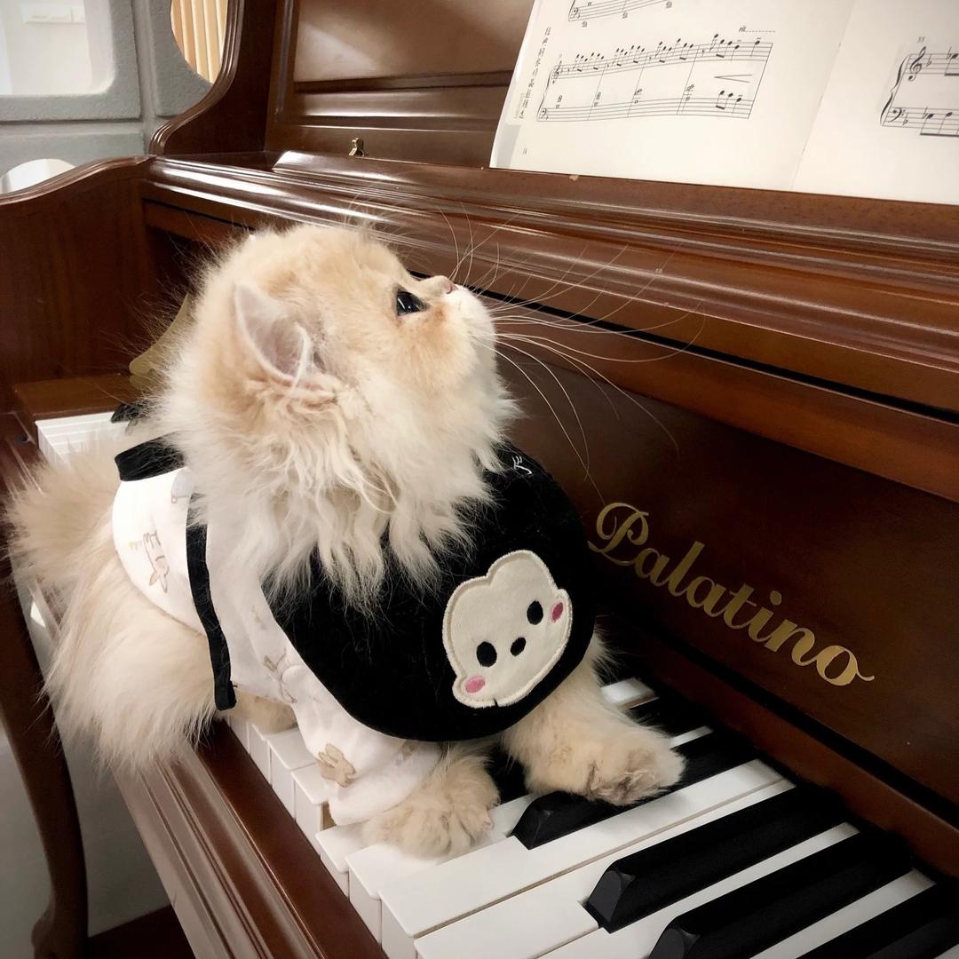 猪小糕