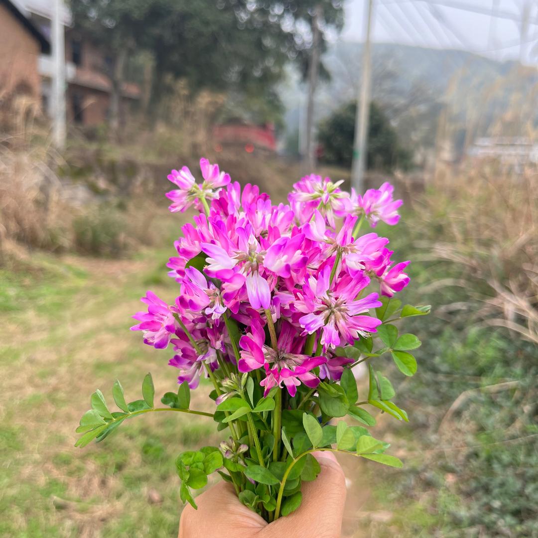 年年有风