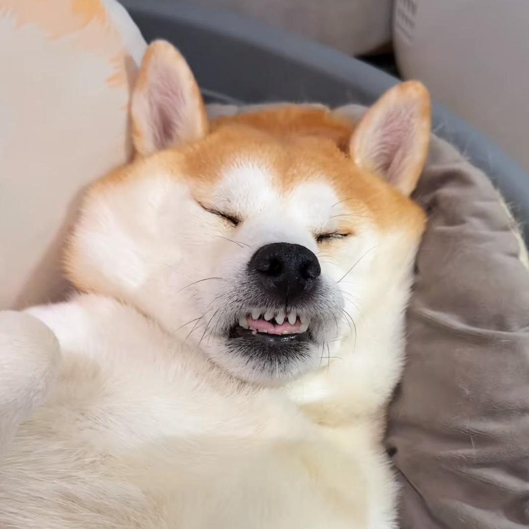 懒得和你讲了