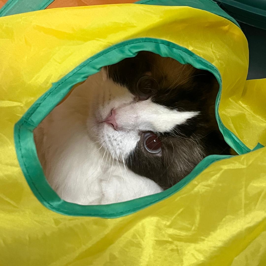 缸真