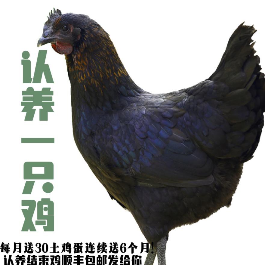 土鸡哥的日常生活