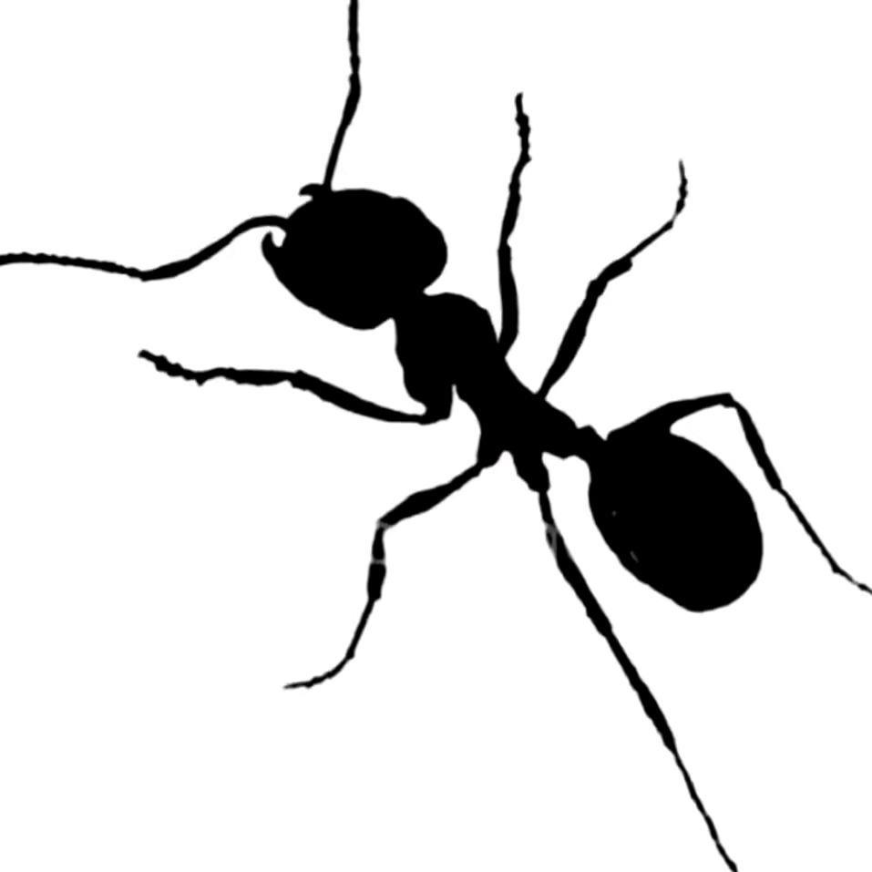 木耳