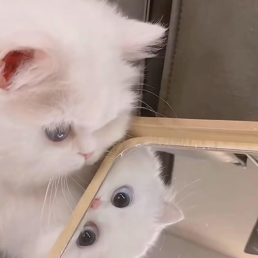 大花猫🐱