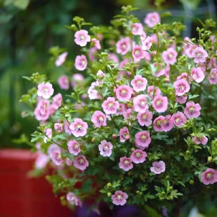 青橙花卉