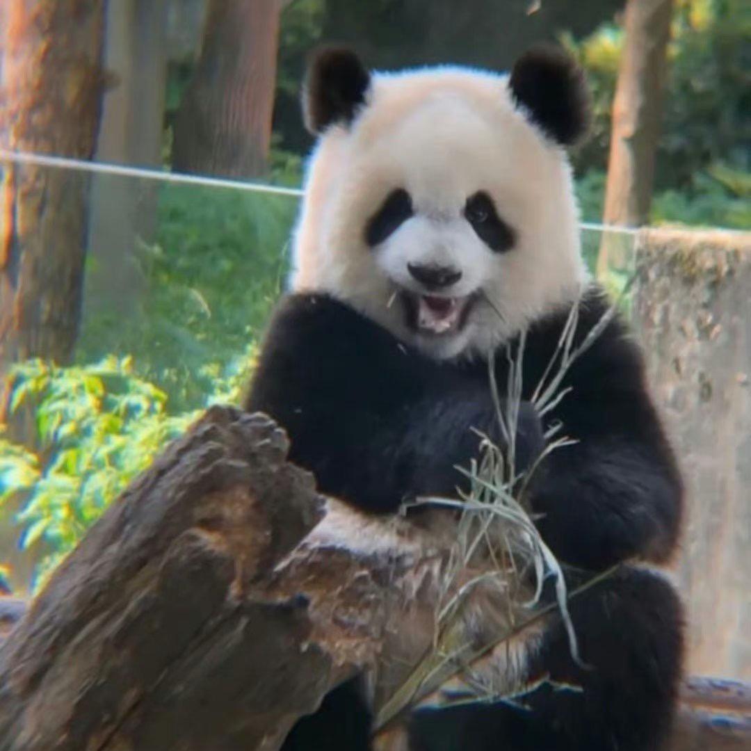 黑白滚滚