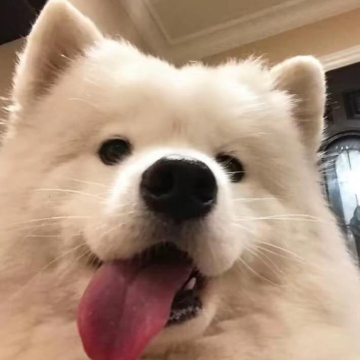 一只鱼
