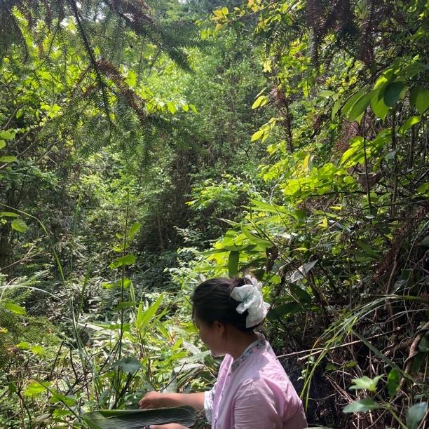 溆浦晚澄农副产品(专业做紫苏)