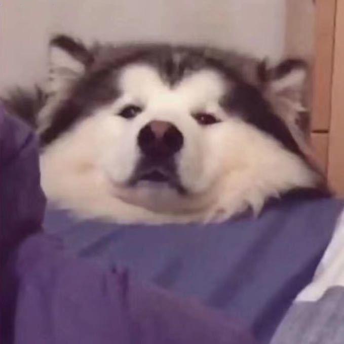 王摆烂（努力版）