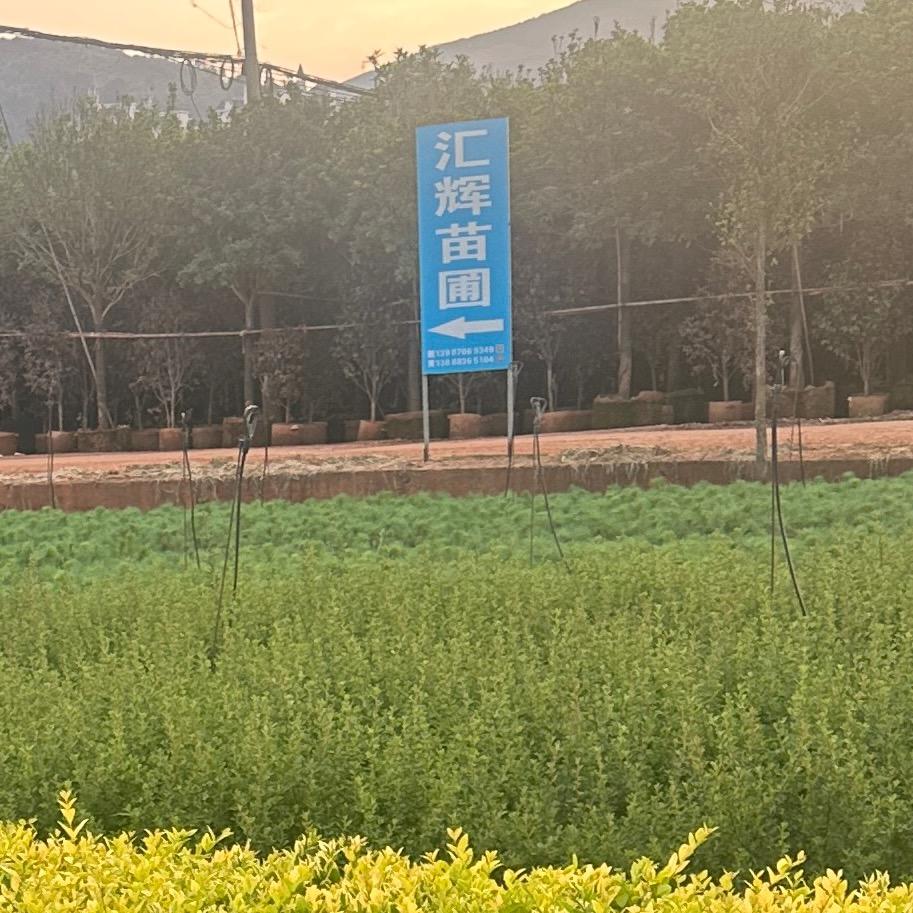 云南(宜良)汇辉苗圃