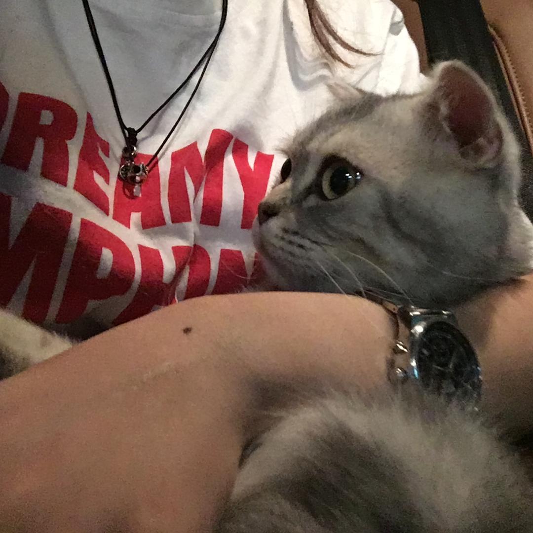 🦊