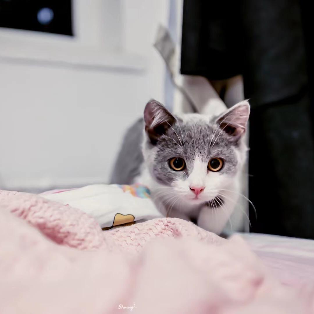 肥肥Dollar的呼噜时光