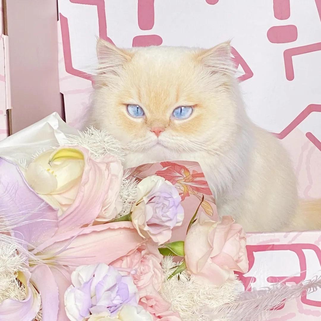 暴躁小薯条吖🍟