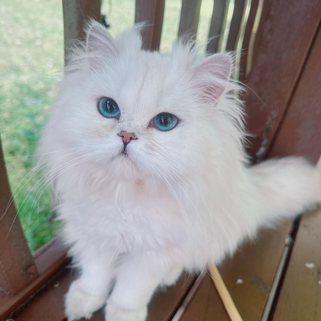 鼓捣猫妮（孕晚期）