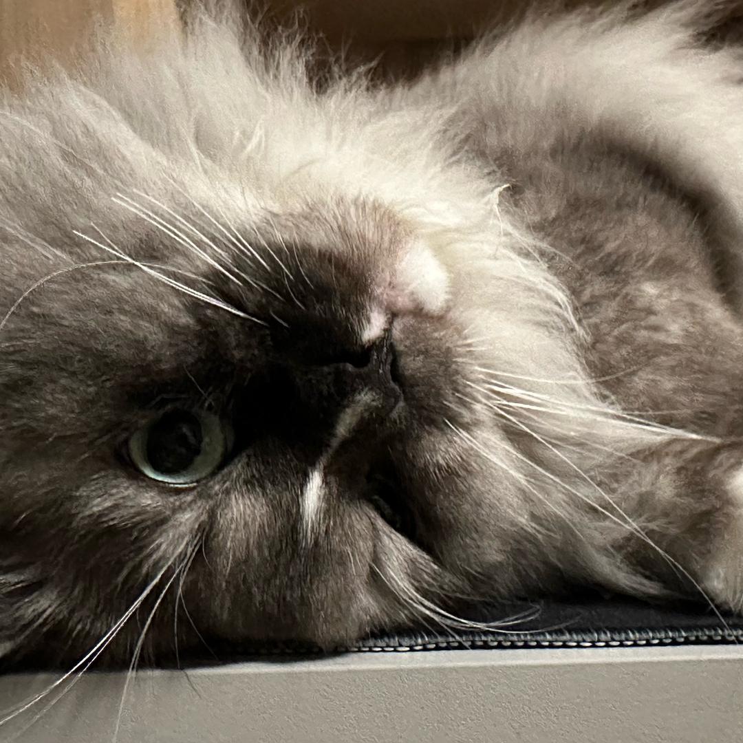 那个弱智又生气了