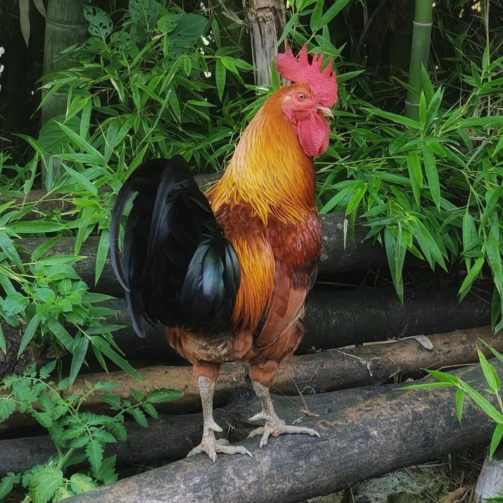 咕咕农场