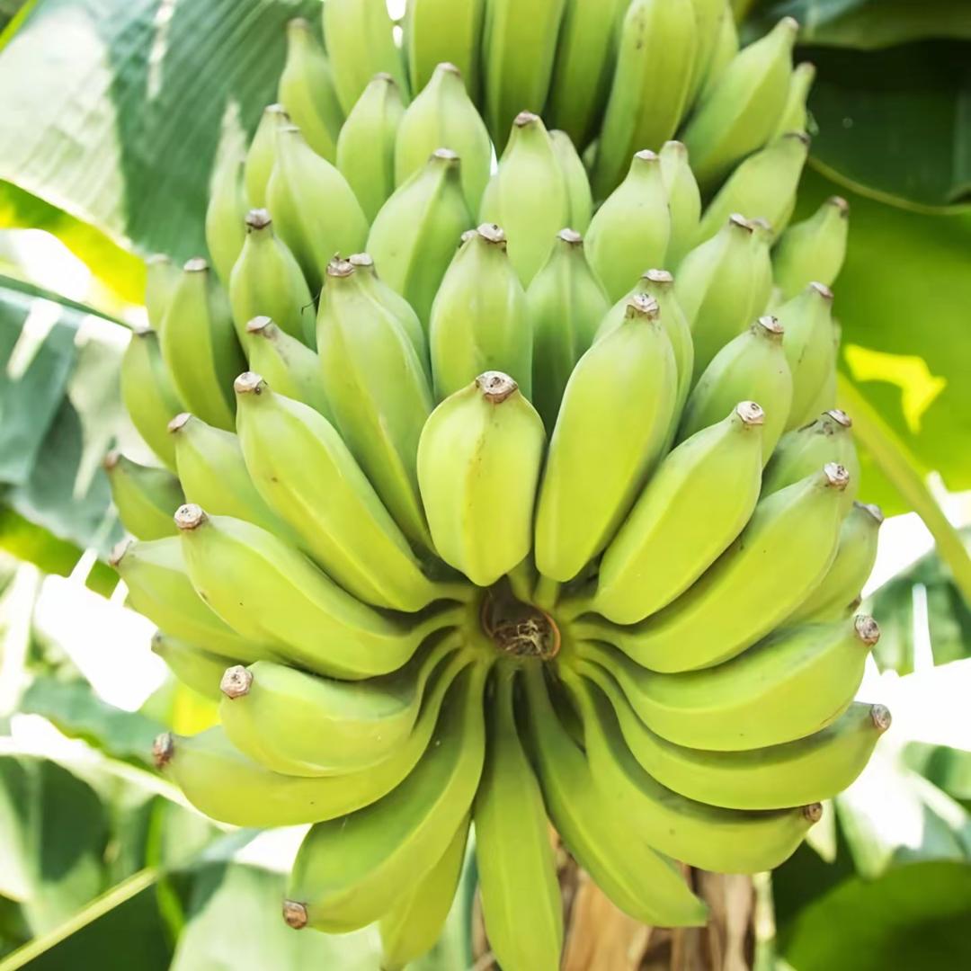 云南怒江香蕉王