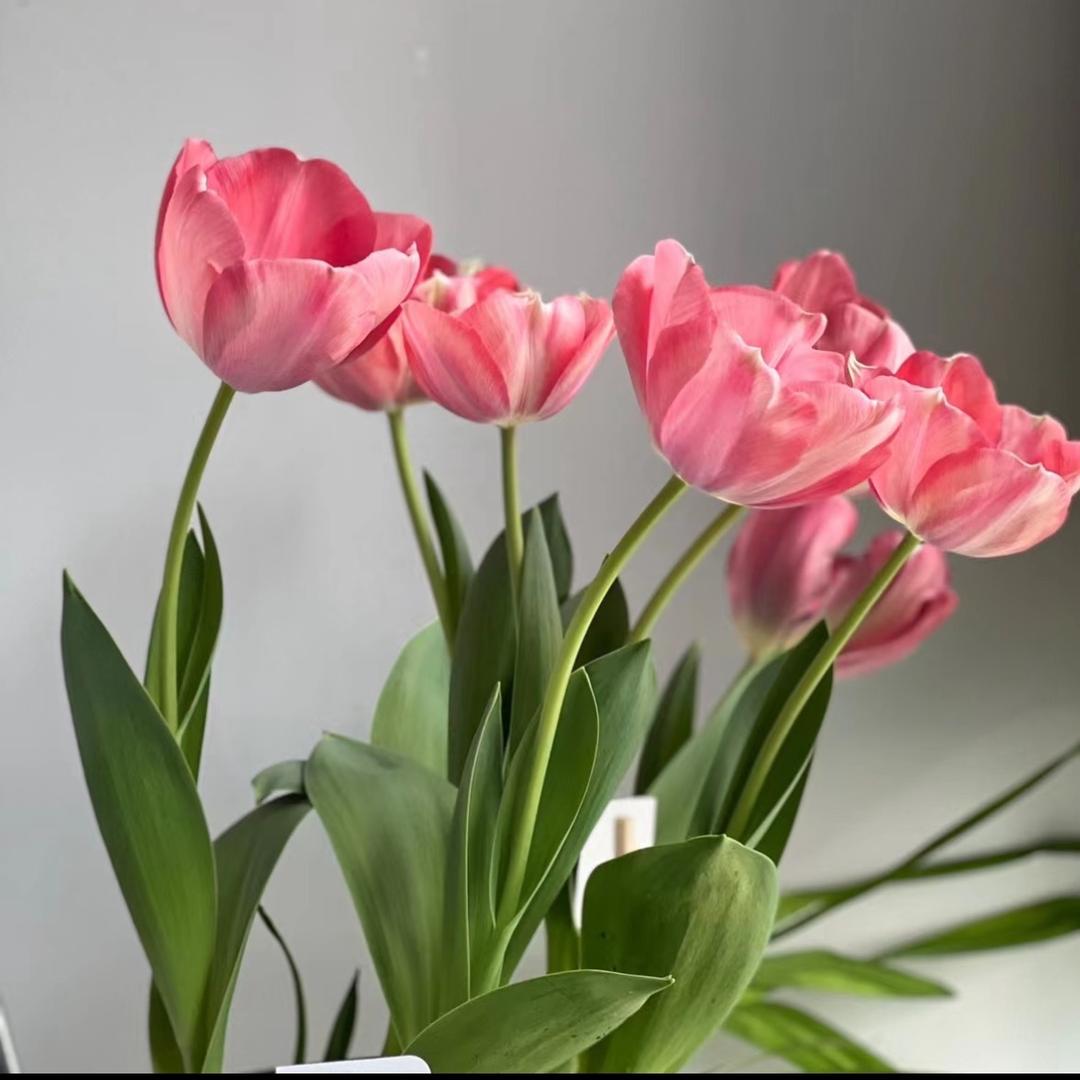 小幸运花铺*