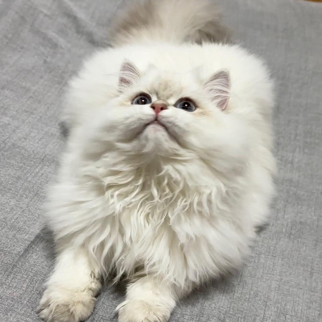 可儿养猫日记