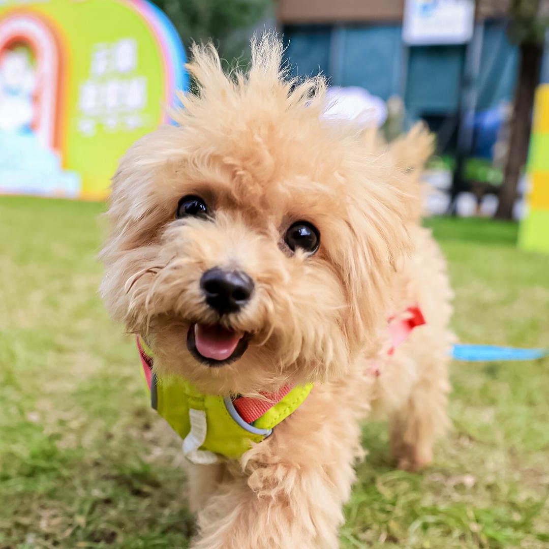 豆包是个泰迪熊