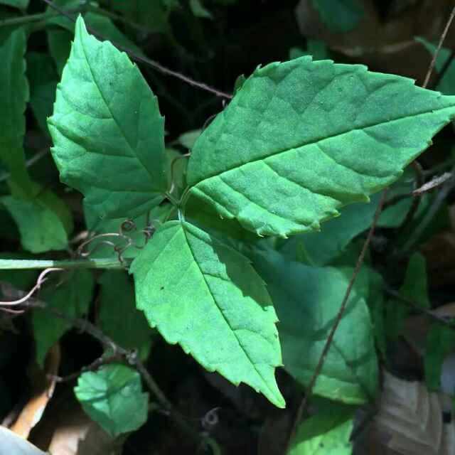 罗顺茂