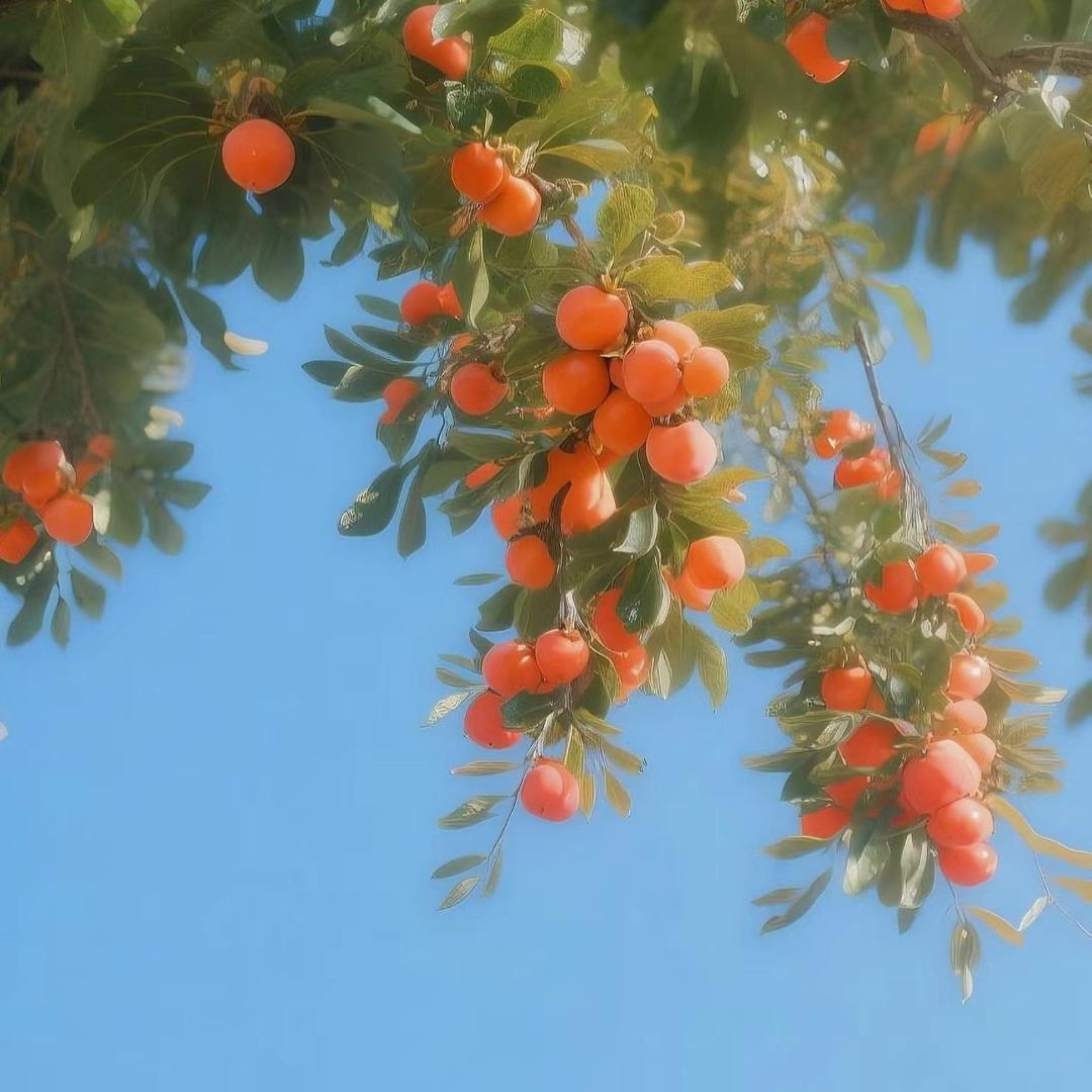 未来知境运营Anny