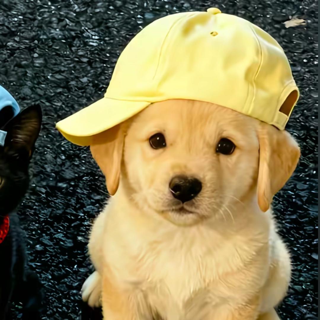 AAA番茄批发昭哥