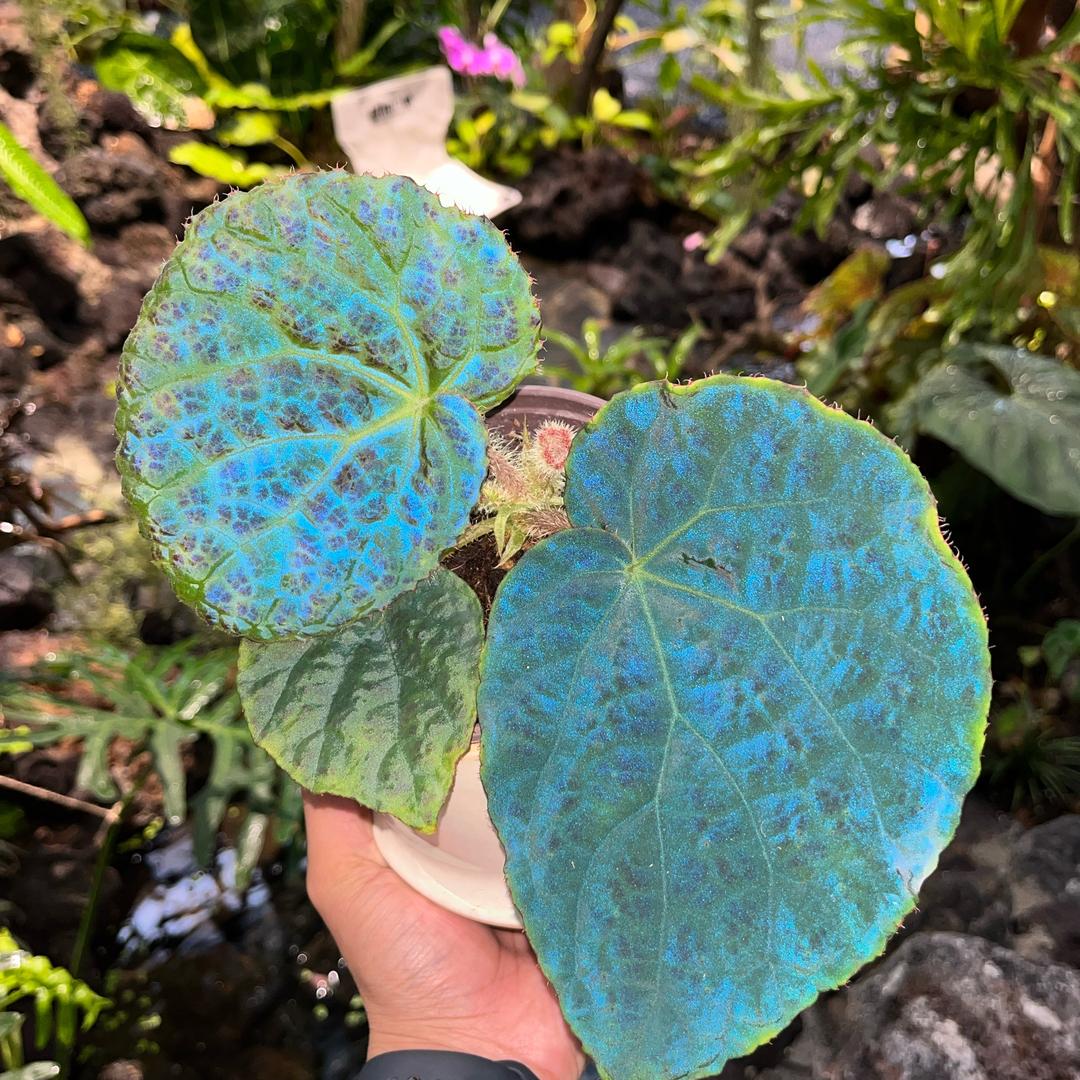 喜养养Flower
