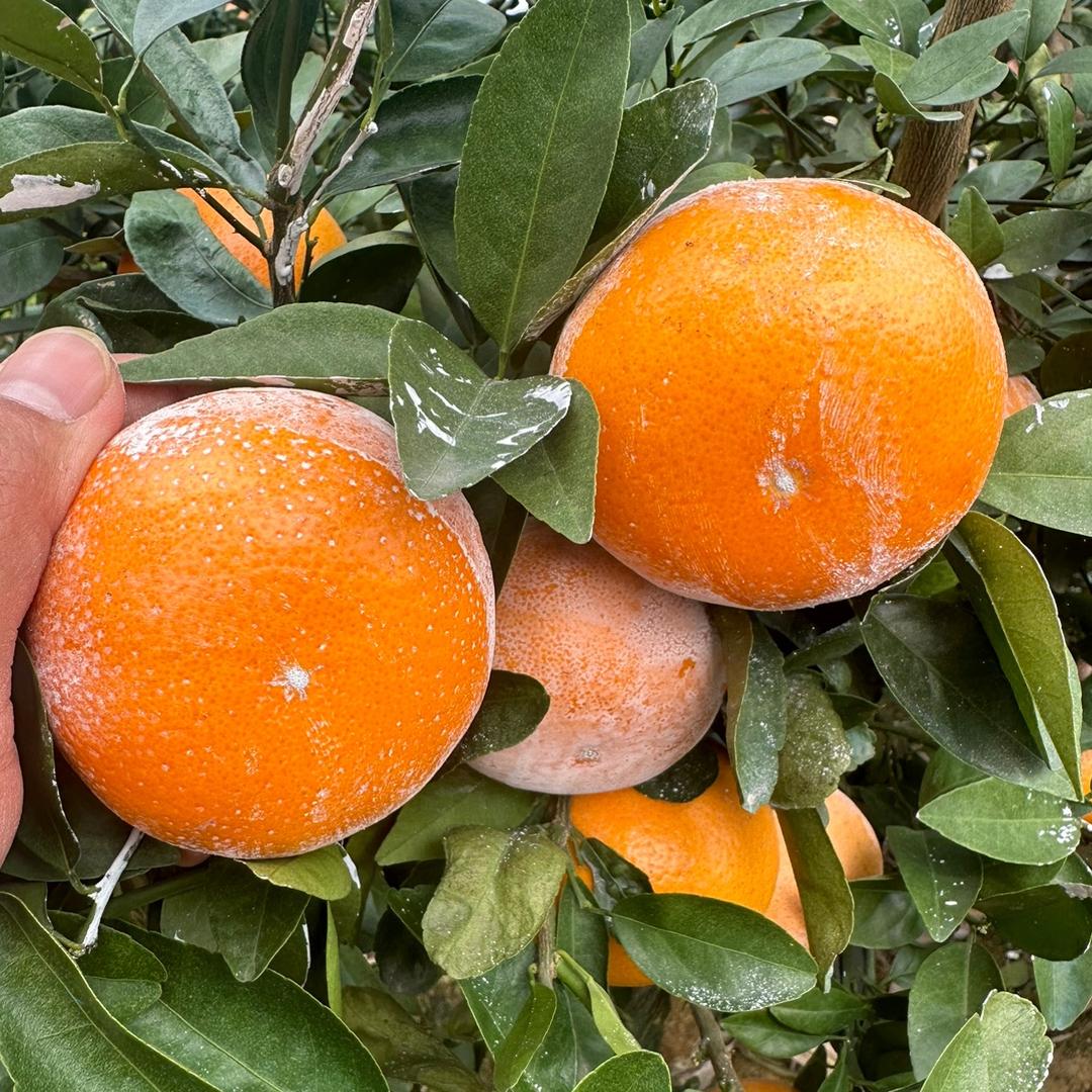 崇左水果代办代发