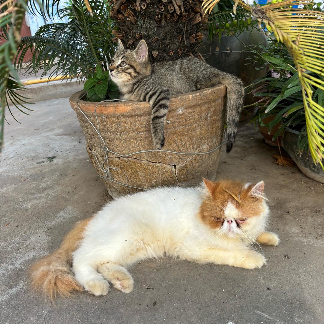 村花猫，毛豆