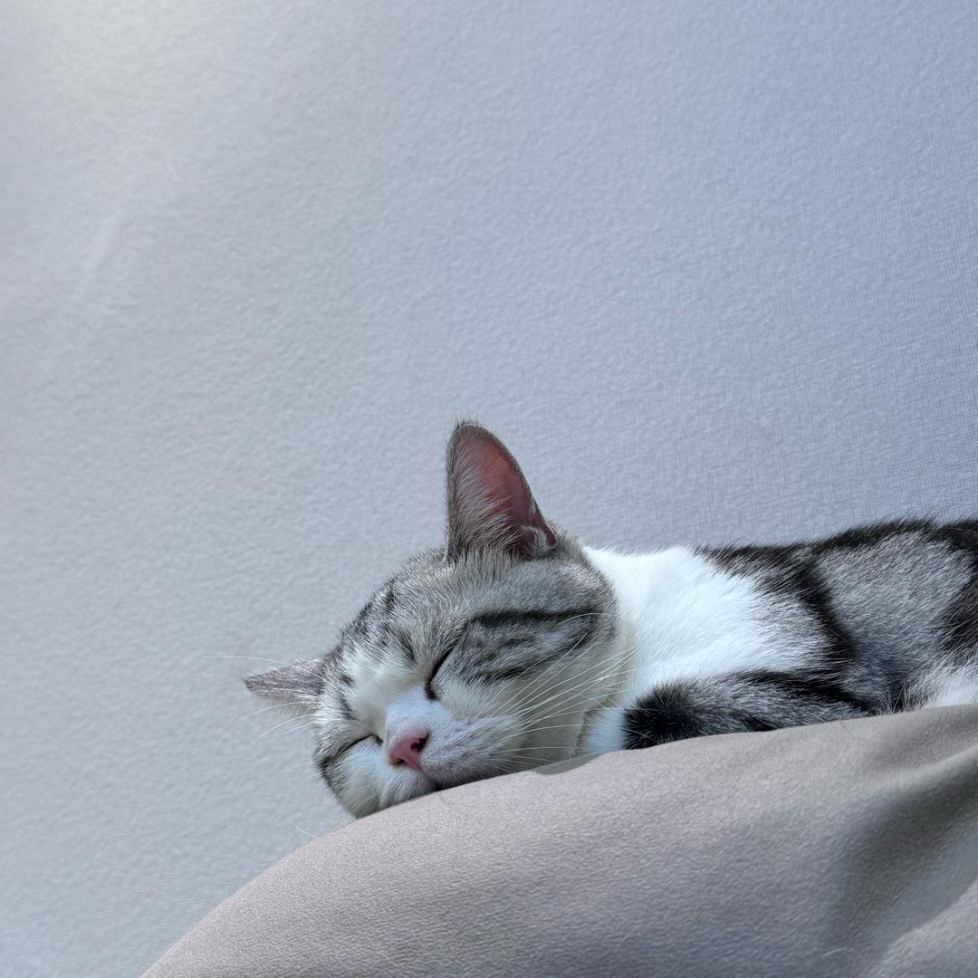 起司猫观察员