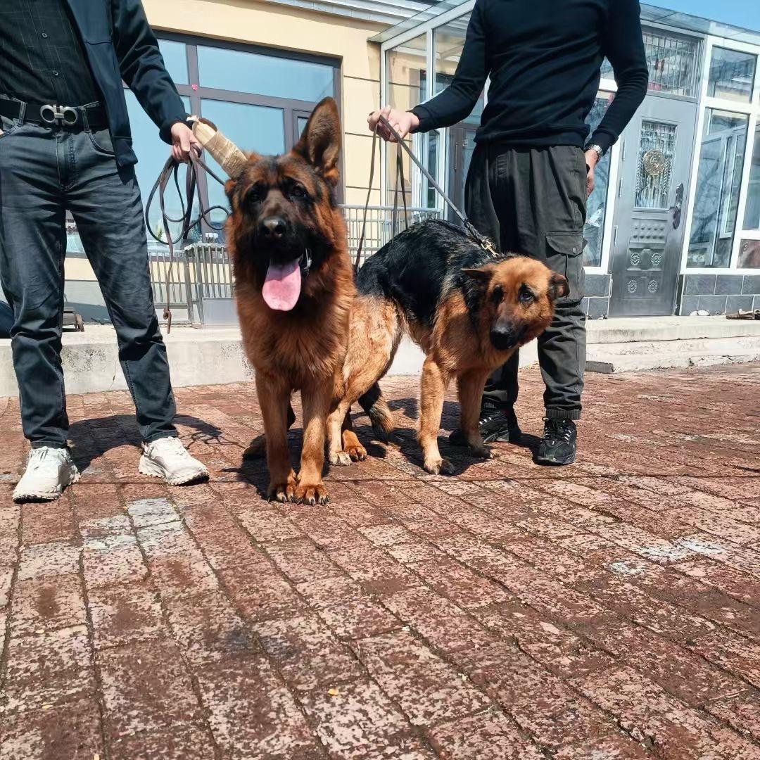 德国牧牛犬基地
