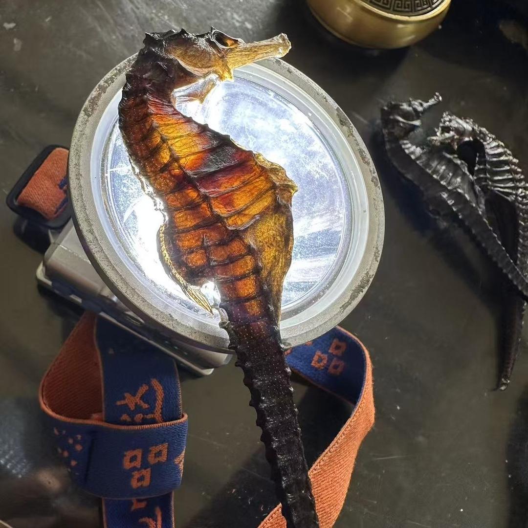 一只不务正业的海馬
