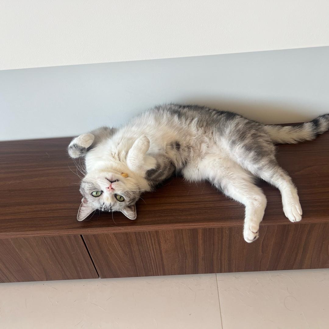 梦小（小霸王其乐无穷了）