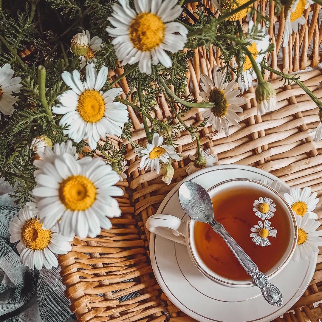 爱吃蕃茄菜花的金政头像