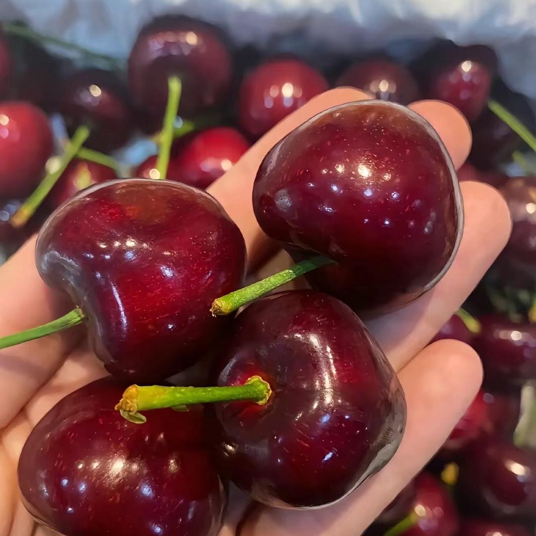 新发地车厘子明日达的头像