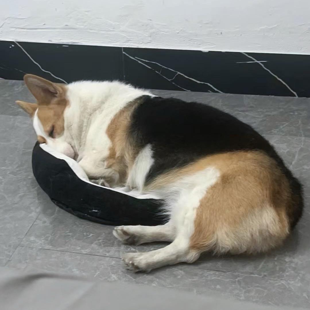 陈多米