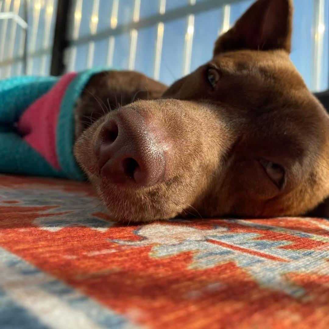 隐姓埋名河南赵丽颖