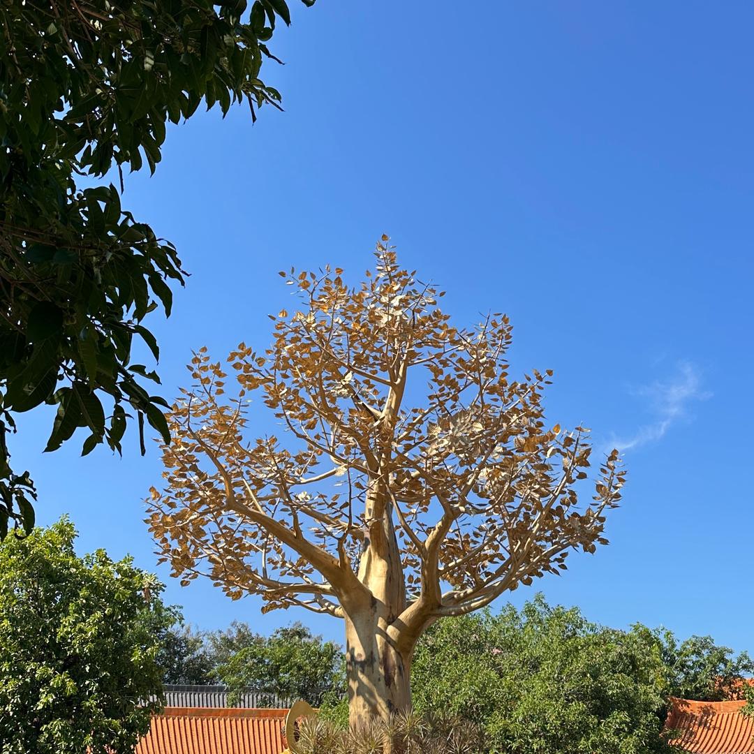 @东北大馋丫头在广东