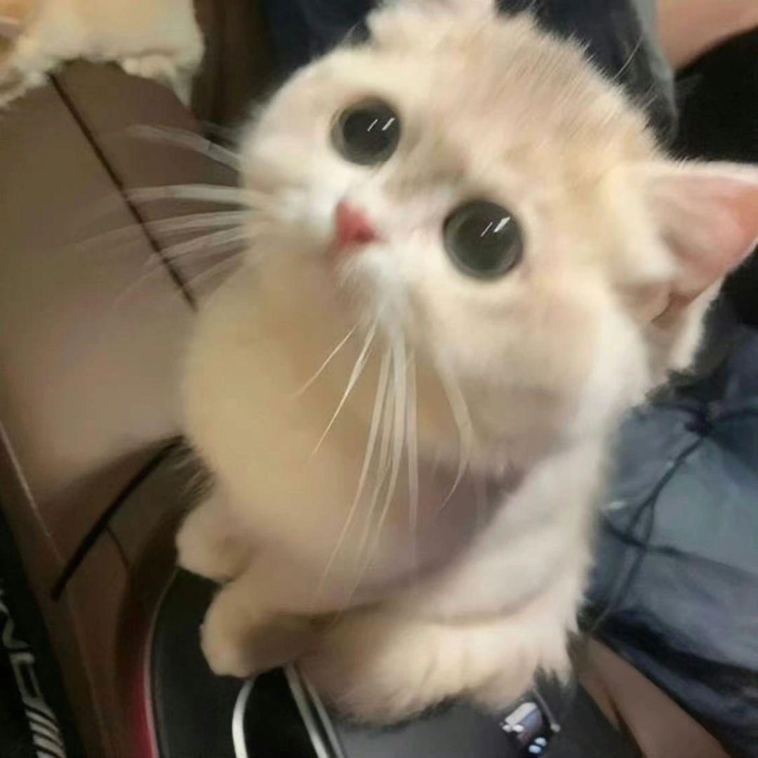 小小的猫