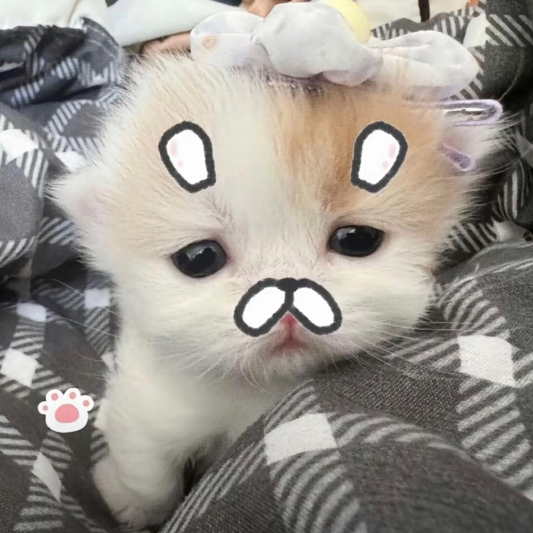 鱼摆摆来辽