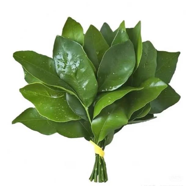 卷心绿色大萝卜