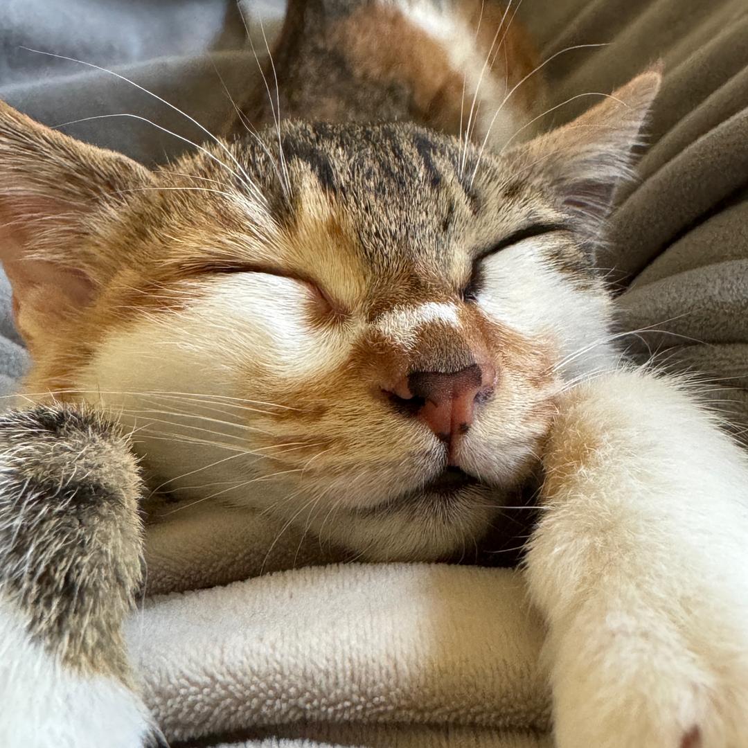 南瓜养了六只猫yu