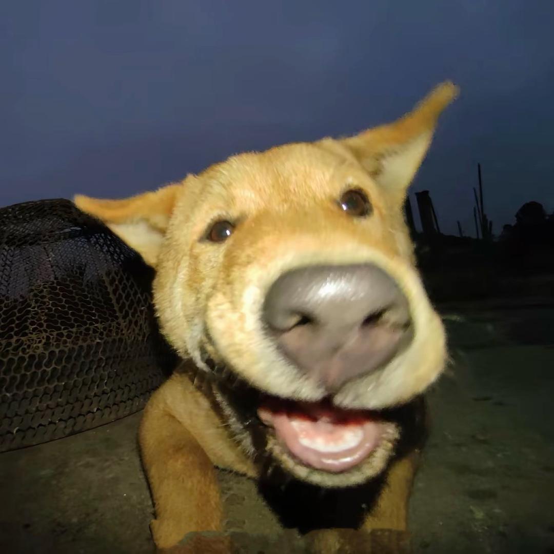 煎饼狗子^