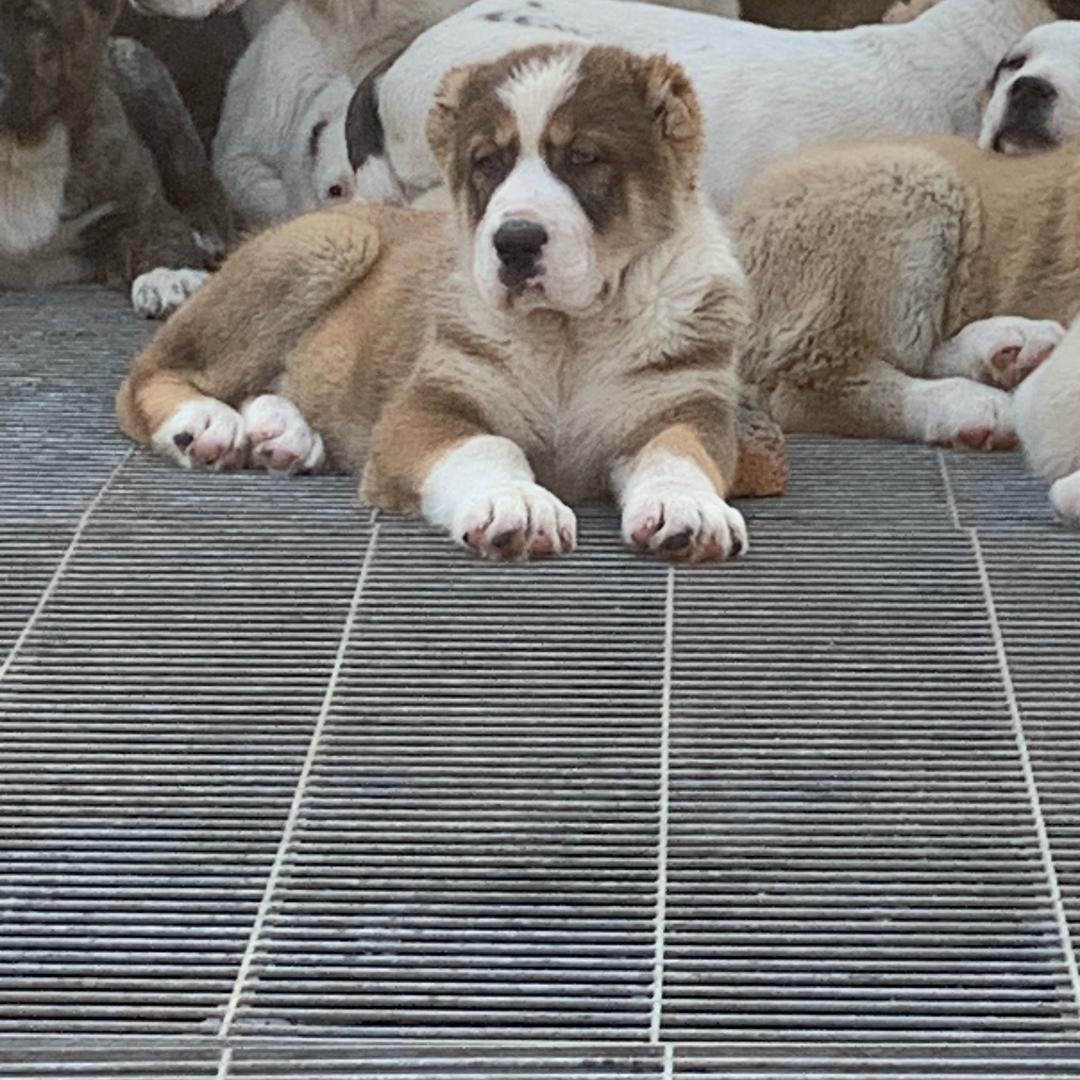 酷风猛犬