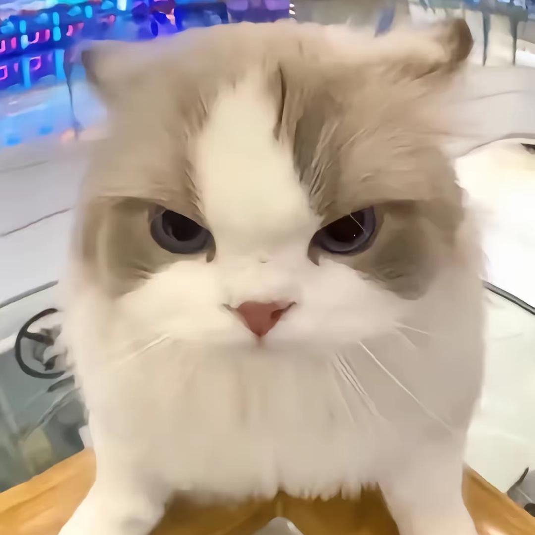 猫meme龙小超