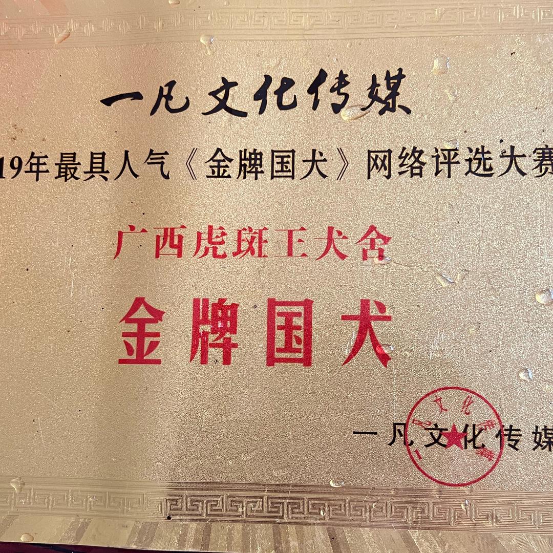 广西田园犬